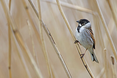 BUITEN BEELD Foto: 450929