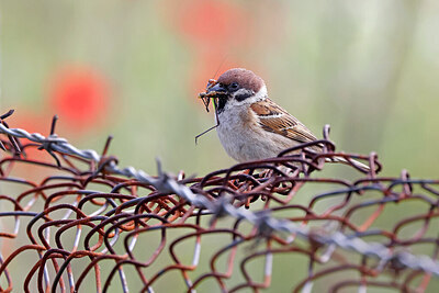 BUITEN BEELD Foto: 450931