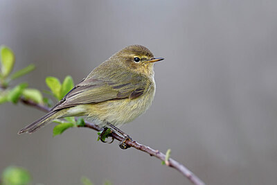 BUITEN BEELD Foto: 450933