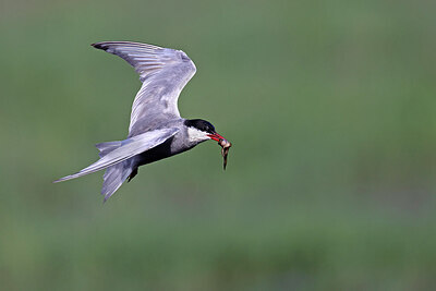 BUITEN BEELD Foto: 450935