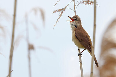 BUITEN BEELD Foto: 450944