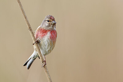 BUITEN BEELD Foto: 450947