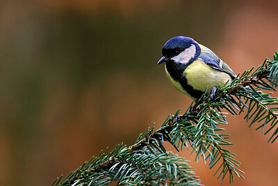 BUITEN BEELD Foto: 450948