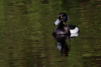 BUITEN BEELD Foto: 450949