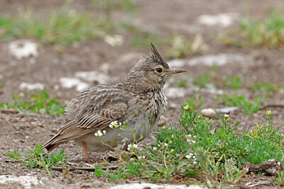 BUITEN BEELD Foto: 450950