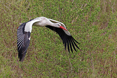 BUITEN BEELD Foto: 450952