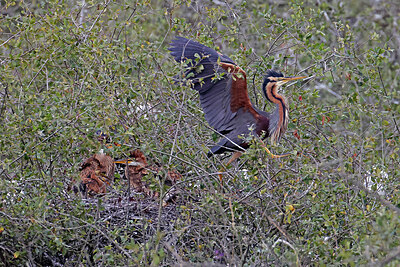 BUITEN BEELD Foto: 450953