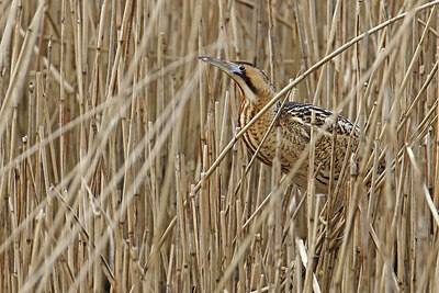 BUITEN BEELD Foto: 450956