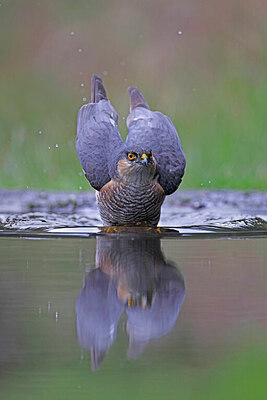 BUITEN BEELD Foto: 450958