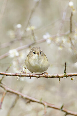 BUITEN BEELD Foto: 450959