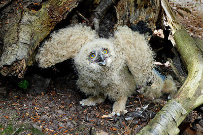 BUITEN BEELD Foto: 450966