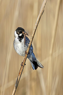 BUITEN BEELD Foto: 450968