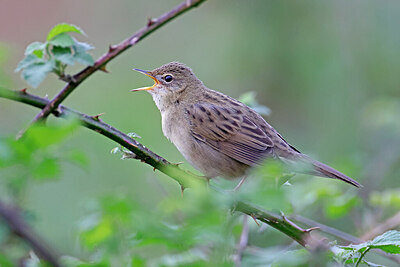 BUITEN BEELD Foto: 450969