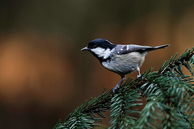 BUITEN BEELD Foto: 450972
