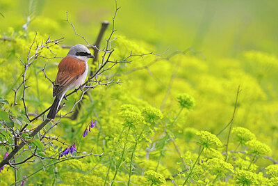 BUITEN BEELD Foto: 450973