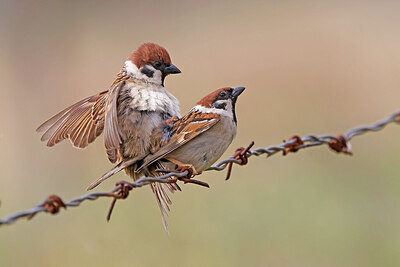 BUITEN BEELD Foto: 450977