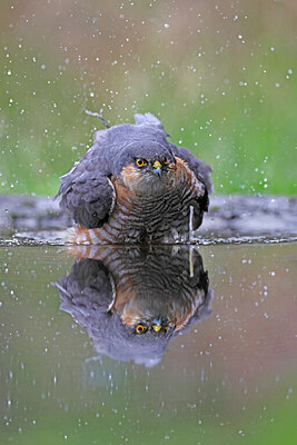 BUITEN BEELD Foto: 450979