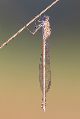 BUITEN BEELD Foto: 450987