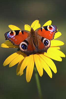 BUITEN BEELD Foto: 450988