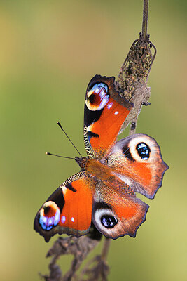 BUITEN BEELD Foto: 450989