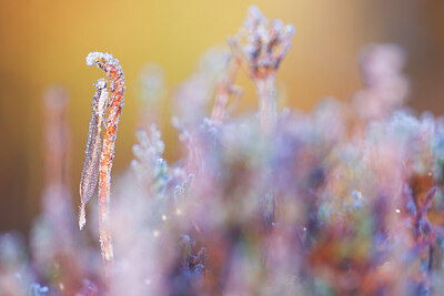 BUITEN BEELD Foto: 450990