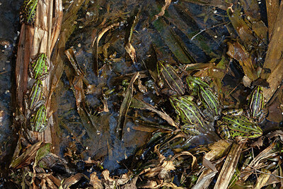 BUITEN BEELD Foto: 450991