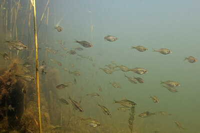 BUITEN BEELD Foto: 450999