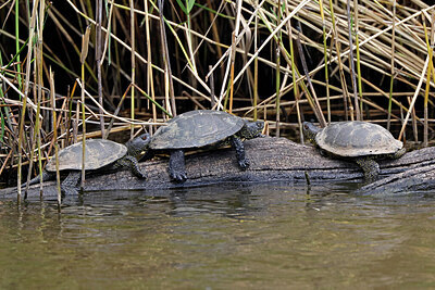 BUITEN BEELD Foto: 451022