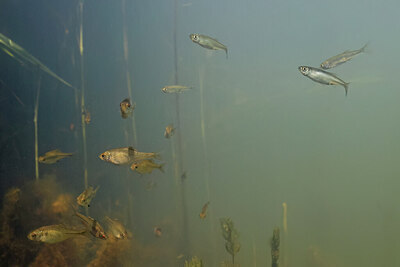 BUITEN BEELD Foto: 451024