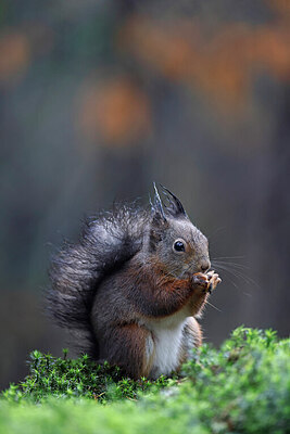 BUITEN BEELD Foto: 451042