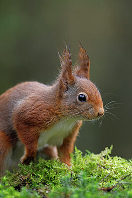 BUITEN BEELD Foto: 451056