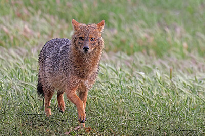 BUITEN BEELD Foto: 451061
