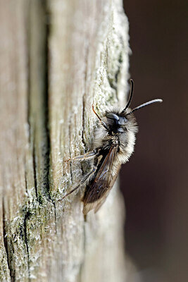 BUITEN BEELD Foto: 451063