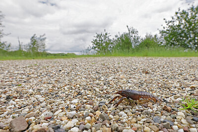 BUITEN BEELD Foto: 451069