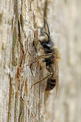 BUITEN BEELD Foto: 451074