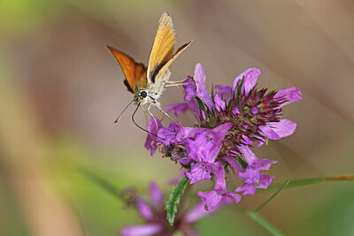 BUITEN BEELD Foto: 451081