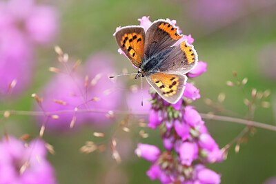 BUITEN BEELD Foto: 451082