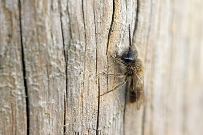 BUITEN BEELD Foto: 451087