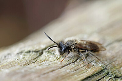 BUITEN BEELD Foto: 451088