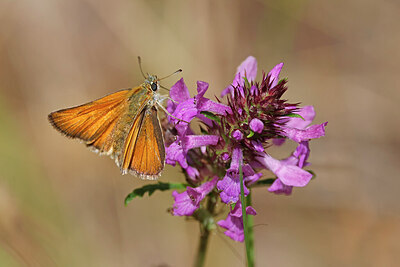 BUITEN BEELD Foto: 451093