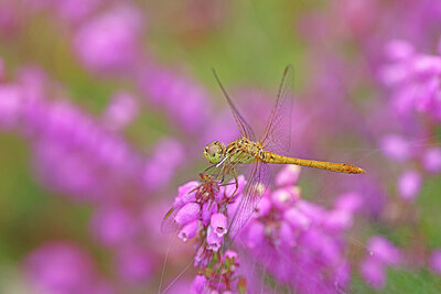 BUITEN BEELD Foto: 451097