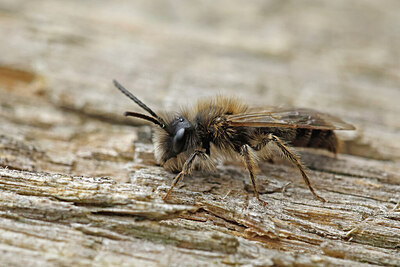 BUITEN BEELD Foto: 451098