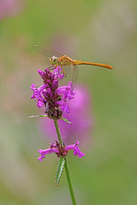 BUITEN BEELD Foto: 451105