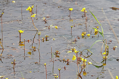 BUITEN BEELD Foto: 451107
