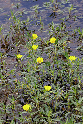 BUITEN BEELD Foto: 451108