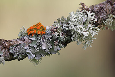 BUITEN BEELD Foto: 451110
