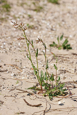 BUITEN BEELD Foto: 451115