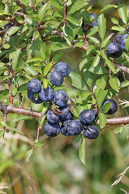 BUITEN BEELD Foto: 451118