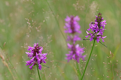 BUITEN BEELD Foto: 451119