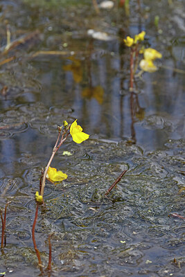 BUITEN BEELD Foto: 451122